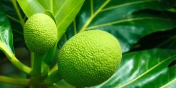Daun Sukun
