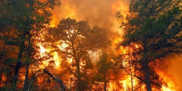 Membakar Hutan