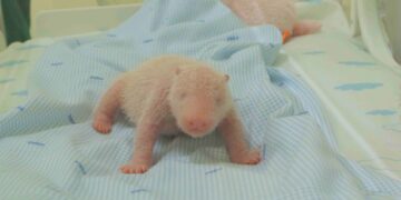 Bayi Panda Pertama di Indonesia Telah Lahir di Taman Safari Indonesia