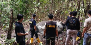 BBKSDA Riau Gercep Tindaklanjuti Laporan Adanya Dugaan Perburuan Gajah Sumatera