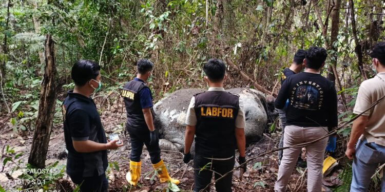 BBKSDA Riau Gercep Tindaklanjuti Laporan Adanya Dugaan Perburuan Gajah Sumatera