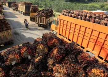 Tarif Pungutan Ekspor Sawit Resmi Naik, CPO Kini 12,5 Persen