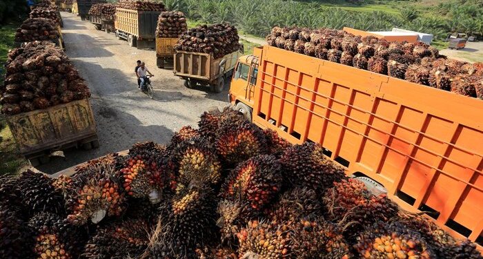 Tarif Pungutan Ekspor Sawit Resmi Naik, CPO Kini 12,5 Persen