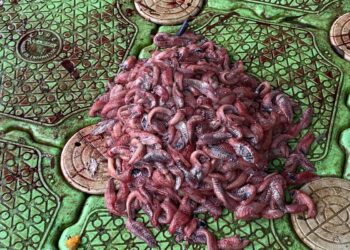 Satpol PP Amankan Lima Pria Penangkap Ikan Sapu-Sapu di Pasar Baru