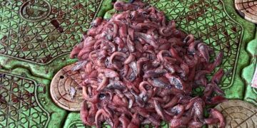 Satpol PP Amankan Lima Pria Penangkap Ikan Sapu-Sapu di Pasar Baru