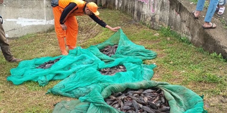 DKI Jakarta Gelar Operasi Besar Tangkap Ikan Sapu-sapu, Hasilkan Hampir 7 Ton
