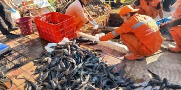 Pemkot Jakarta Timur Gencarkan Penangkapan Ikan Sapu-Sapu di Waduk Kaja