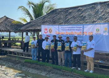 Penanaman Padi PS 08 di Carita Didorong Jadi Model Penguatan Pangan Daerah