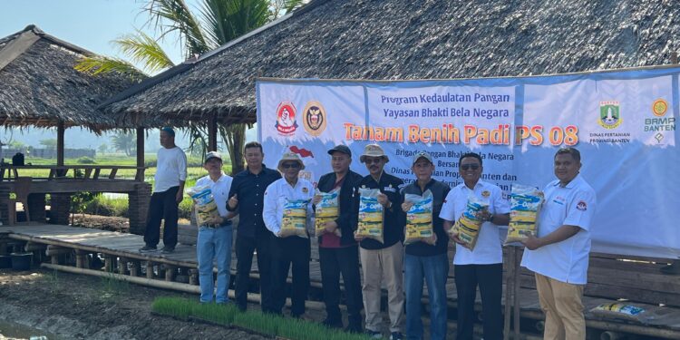 Penanaman Padi PS 08 di Carita Didorong Jadi Model Penguatan Pangan Daerah