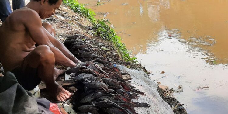 Bahaya Ikan Sapu-sapu untuk Konsumsi, Ini Cara Meminimalkan Dampaknya pada Tubuh