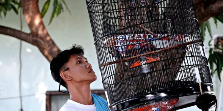 Hobi yang Jadi Cuan: Gen Z Raup Rp 100 Juta dari Lomba Burung Kicau