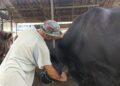 Perlakuan Khusus “Sambo”, Sapi Kurban Presiden Prabowo Berbobot 1,1 Ton di Tangerang