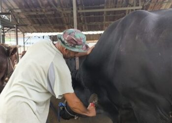 Perlakuan Khusus “Sambo”, Sapi Kurban Presiden Prabowo Berbobot 1,1 Ton di Tangerang