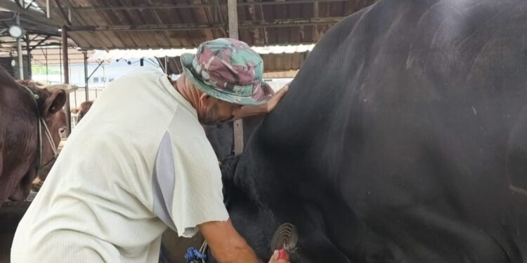 Perlakuan Khusus “Sambo”, Sapi Kurban Presiden Prabowo Berbobot 1,1 Ton di Tangerang 1 Perlakuan Khusus “Sambo”, Sapi Kurban Presiden Prabowo Berbobot 1,1 Ton di Tangerang
