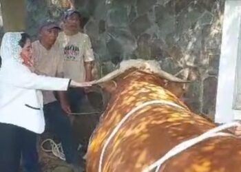Borong Sapi Jumbo, Dewi Perssik Tolak Job Manggung Demi Potong Sendiri Hewan Kurban di Rumah