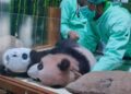 KELUARGA BARU: Tim dokter merawat bayi panda bernama Satrio Wiratama yang merupakan keturunan panda delegasi diplomatik dari Tiongkok, Hu Chun. (Foto: Taman Safari Indonesia)