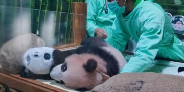 KELUARGA BARU: Tim dokter merawat bayi panda bernama Satrio Wiratama yang merupakan keturunan panda delegasi diplomatik dari Tiongkok, Hu Chun. (Foto: Taman Safari Indonesia)
