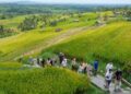 DESTINASI WISATA: Sejumlah pelancong mancanegara menyusuri area pertanian di Penebel, Jatiluwih, Tabanan, Bali. (Foto: Dok./antaranews.com)