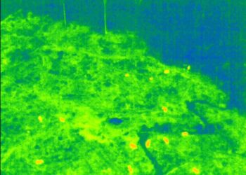 Kemenhut Gunakan Drone Thermal Pantau Kelompok Gajah Liar