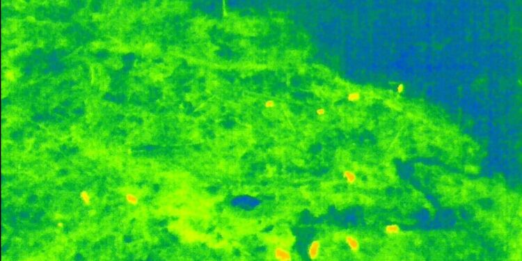 Kemenhut Gunakan Drone Thermal Pantau Kelompok Gajah Liar