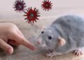 Pasien Hantavirus Meninggal di RSHS Bandung, Kemenkes Pastikan Kasus Terjadi pada 2025