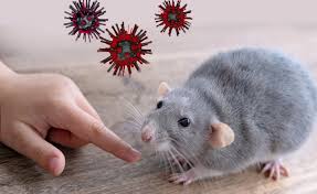 Pasien Hantavirus Meninggal di RSHS Bandung, Kemenkes Pastikan Kasus Terjadi pada 2025 1 Pasien Hantavirus Meninggal di RSHS Bandung, Kemenkes Pastikan Kasus Terjadi pada 2025