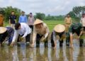 Lebak Pasang Target Panen Lebih Tinggi, Varietas PS 08 Diuji di Lahan 10 Hektare