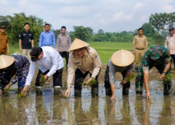 Lebak Pasang Target Panen Lebih Tinggi, Varietas PS 08 Diuji di Lahan 10 Hektare