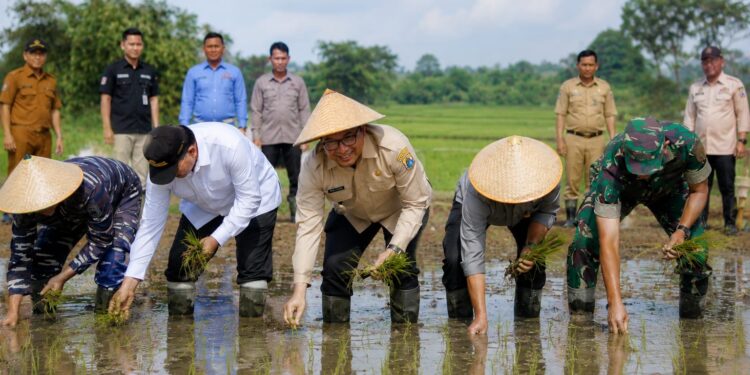 Lebak Pasang Target Panen Lebih Tinggi, Varietas PS 08 Diuji di Lahan 10 Hektare