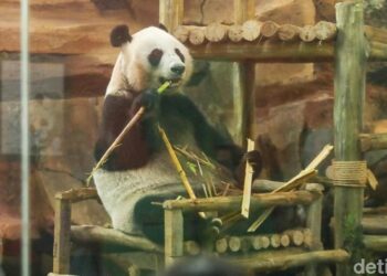 Rio, Anak Giant Panda Pertama yang Lahir di Indonesia, Resmi Diperkenalkan ke Publik