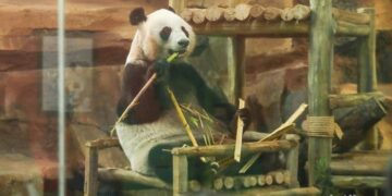 Rio, Anak Giant Panda Pertama yang Lahir di Indonesia, Resmi Diperkenalkan ke Publik