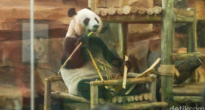 Rio, Anak Giant Panda Pertama yang Lahir di Indonesia, Resmi Diperkenalkan ke Publik
