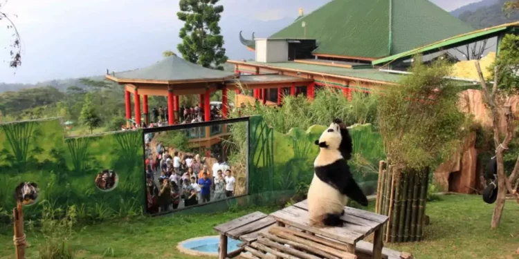 China Bangga Indonesia Berhasil Merawat dan Mengembangbiakkan Panda Raksasa