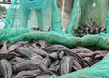 Bukan Jadi Siomay, Ikan Sapu-sapu Diolah Menjadi Pakan Maggot di Jakarta Barat