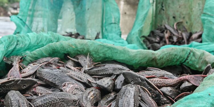 Bukan Jadi Siomay, Ikan Sapu-sapu Diolah Menjadi Pakan Maggot di Jakarta Barat 1 Bukan Jadi Siomay, Ikan Sapu-sapu Diolah Menjadi Pakan Maggot di Jakarta Barat