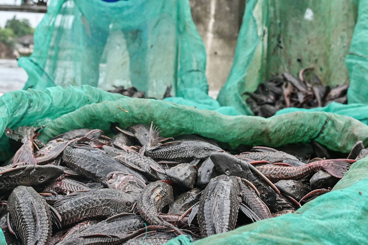 Bukan Jadi Siomay, Ikan Sapu-sapu Diolah Menjadi Pakan Maggot di Jakarta Barat 2 Bukan Jadi Siomay, Ikan Sapu-sapu Diolah Menjadi Pakan Maggot di Jakarta Barat