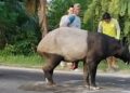 DPR Desak Pelaku Penyembelihan Tapir di Mesuji Dihukum Tegas, Soroti Pentingnya Edukasi dan Perlindungan Habitat
