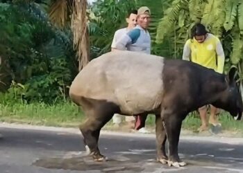 DPR Desak Pelaku Penyembelihan Tapir di Mesuji Dihukum Tegas, Soroti Pentingnya Edukasi dan Perlindungan Habitat 2 DPR Desak Pelaku Penyembelihan Tapir di Mesuji Dihukum Tegas, Soroti Pentingnya Edukasi dan Perlindungan Habitat