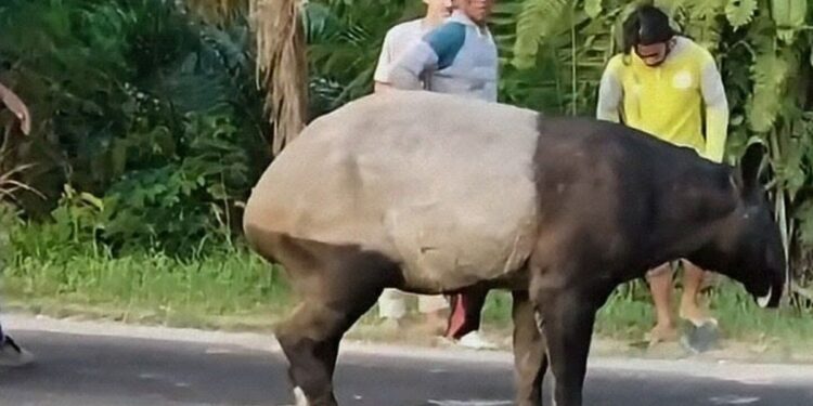 DPR Desak Pelaku Penyembelihan Tapir di Mesuji Dihukum Tegas, Soroti Pentingnya Edukasi dan Perlindungan Habitat
