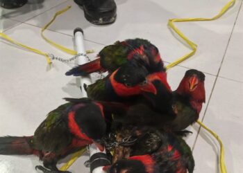 Kemenhut Ungkap Dugaan Perdagangan Burung Dilindungi Melalui Facebook di Jayapura