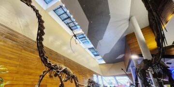 Indonesia Catat Sejarah, Fosil Dinosaurus Asli dari China Dipamerkan Perdana di Tahir Solo Museum