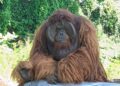Orangutan Didi Berhasil Dievakuasi dalam 30 Menit Oleh Kemenhut dan Solo Safari
