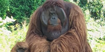 Orangutan Didi Berhasil Dievakuasi dalam 30 Menit Oleh Kemenhut dan Solo Safari