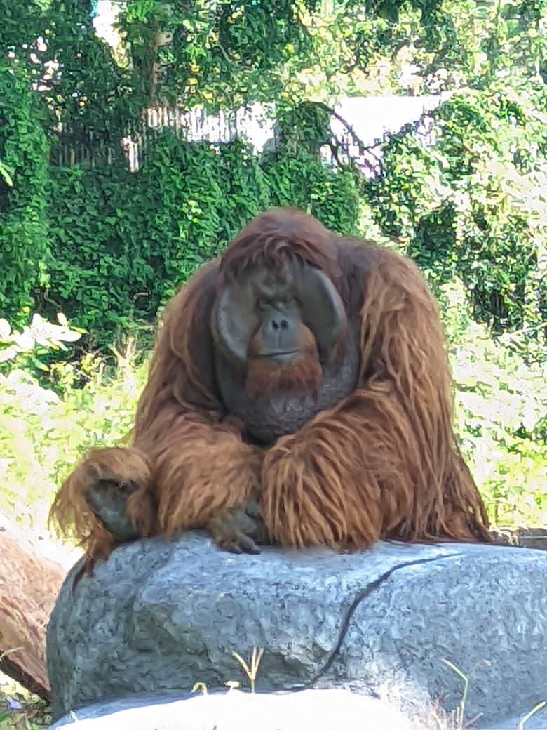 Orangutan Didi Berhasil Dievakuasi dalam 30 Menit Oleh Kemenhut dan Solo Safari