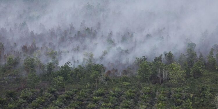 KLH Usut 19 Perusahaan Diduga Picu Karhutla di Kalimantan dan Sumatera