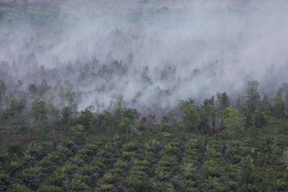 KLH Usut 19 Perusahaan Diduga Picu Karhutla di Kalimantan dan Sumatera