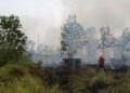 DPR Soroti Dampak Karhutla di Kalimantan, Flora dan Satwa Endemik RI Terancam