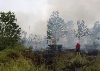 DPR Soroti Dampak Karhutla di Kalimantan, Flora dan Satwa Endemik RI Terancam