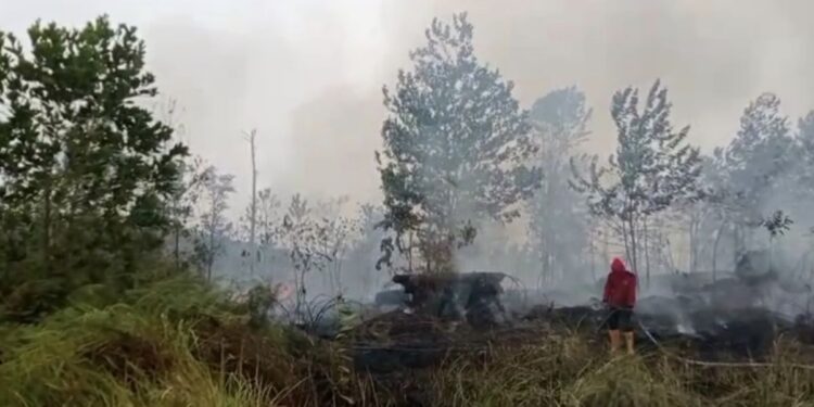 DPR Soroti Dampak Karhutla di Kalimantan, Flora dan Satwa Endemik RI Terancam