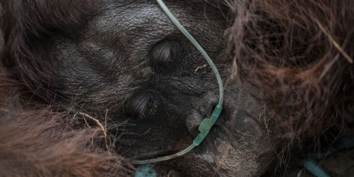 Menhut Tekankan Kecepatan Rescue Orangutan Terdampak Karhutla, Terlambat Bisa Fatal